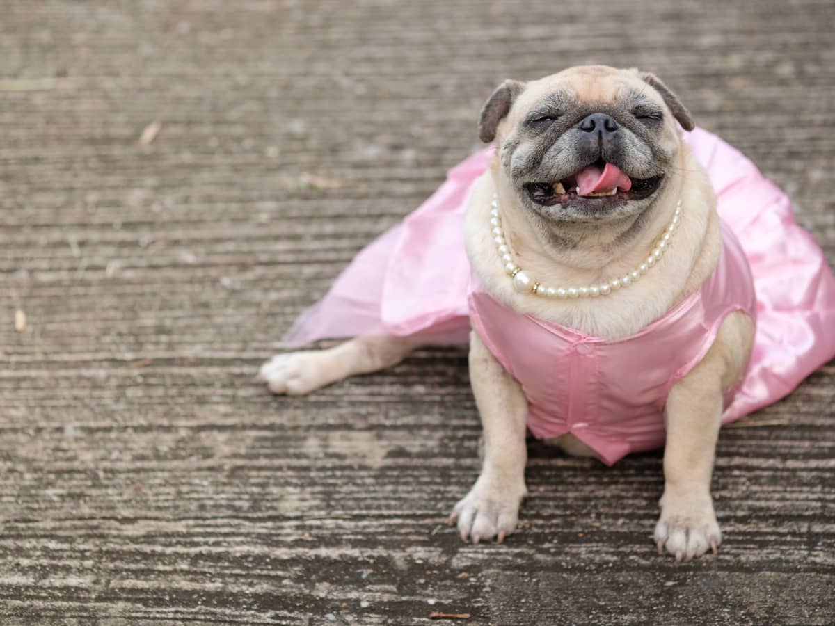 Pug barbie discount