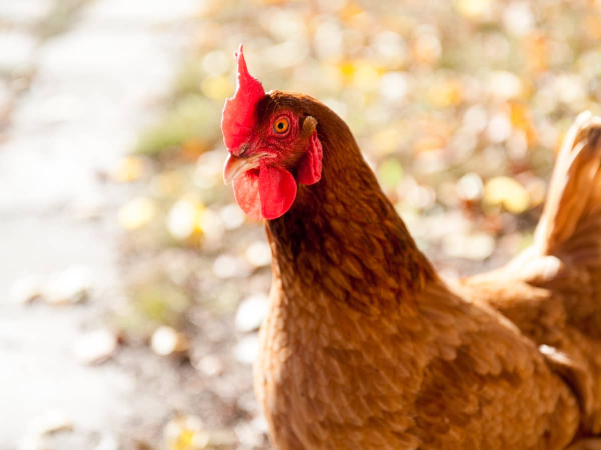 Chicken floaties shop