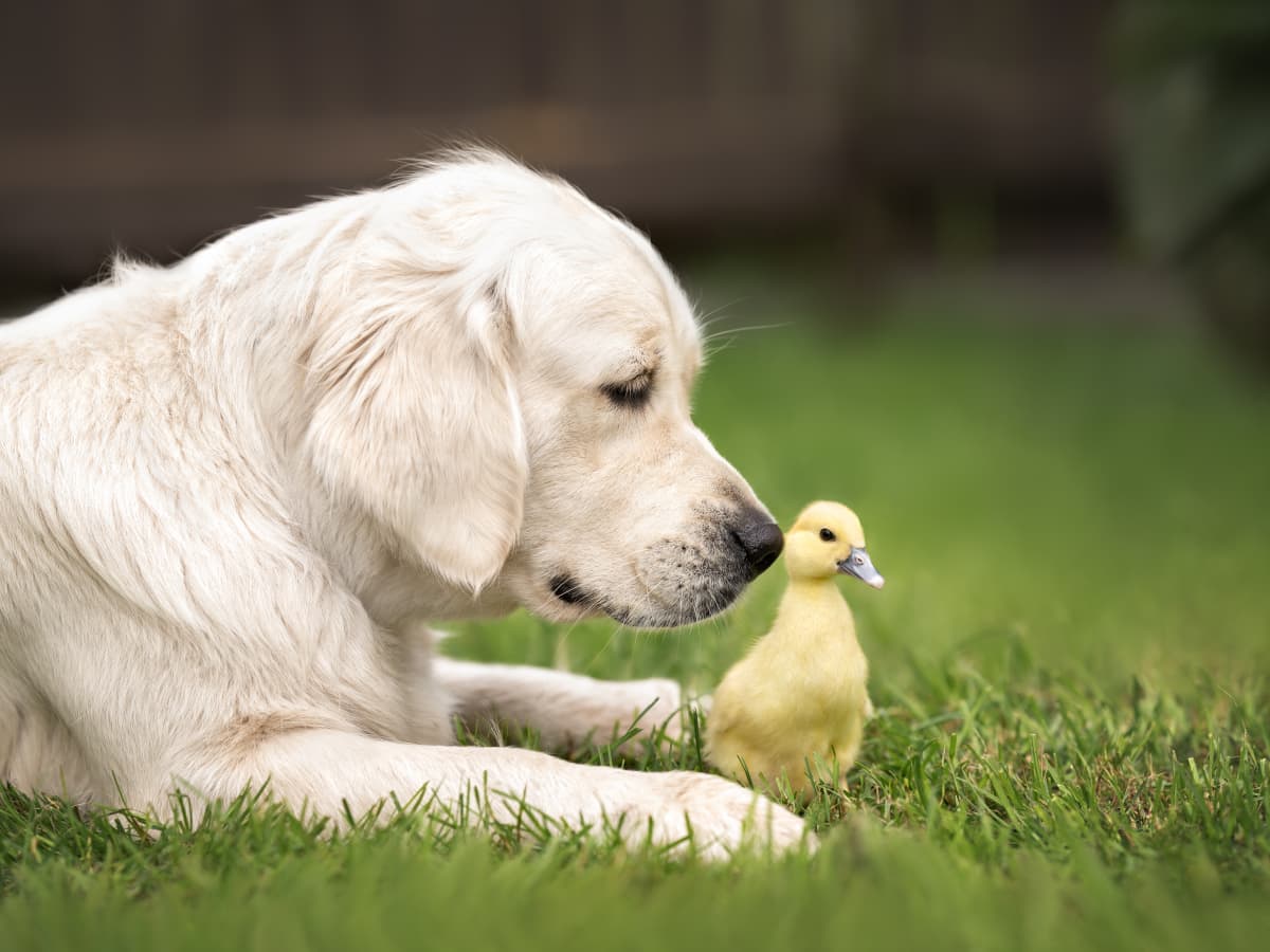 Ducks deals with dogs