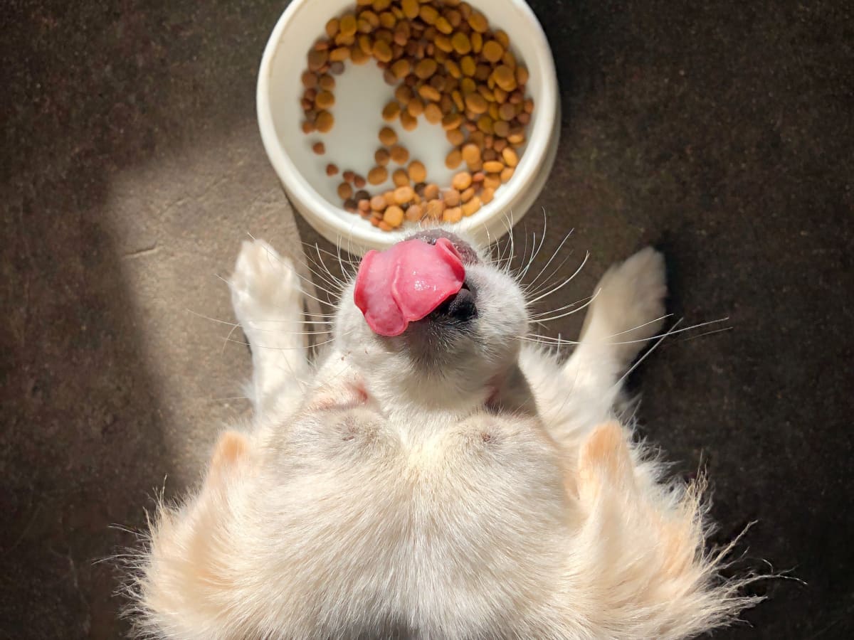 Will a dog get sick from eating cat food hot sale