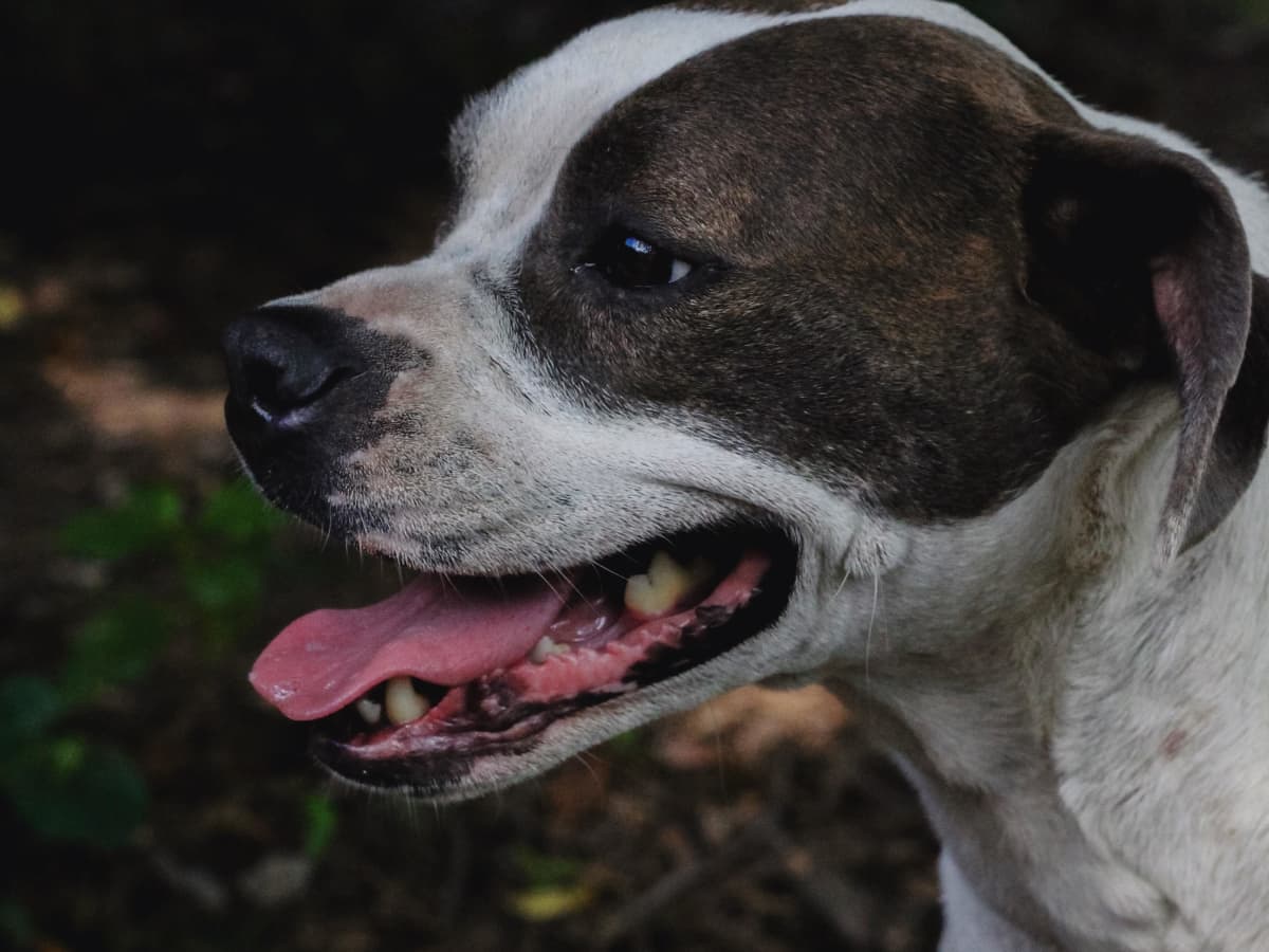 Skin tag on dog snout cheap