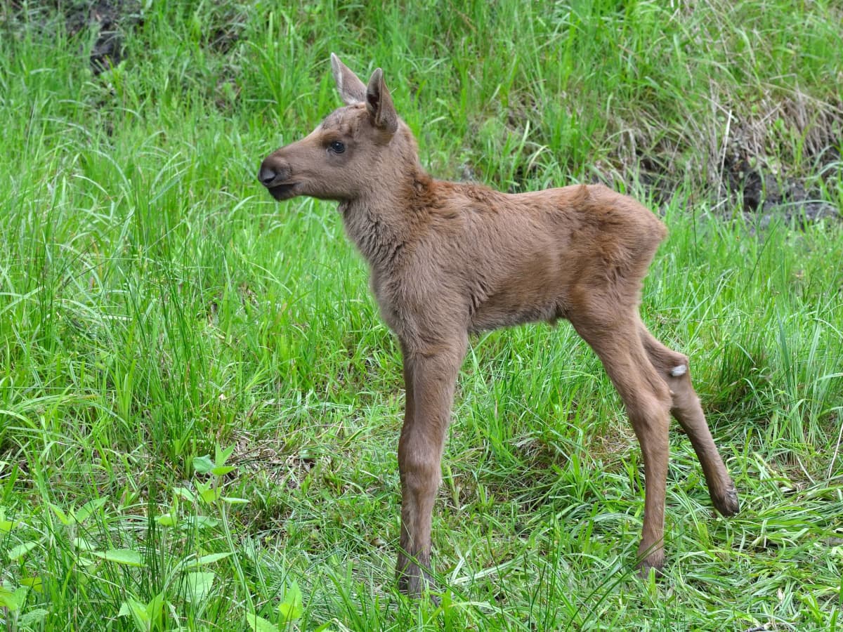 Video of Baby Moose Playing in a Pool Is Something We Don t See