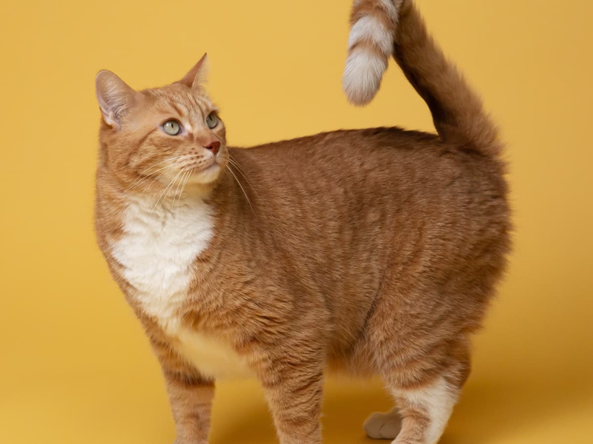What Is the Best OTC Tapeworm Medication for Cats PetHelpful