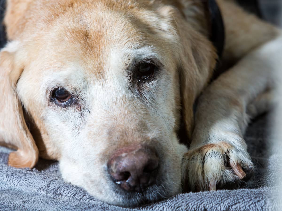 Senior yellow sale lab