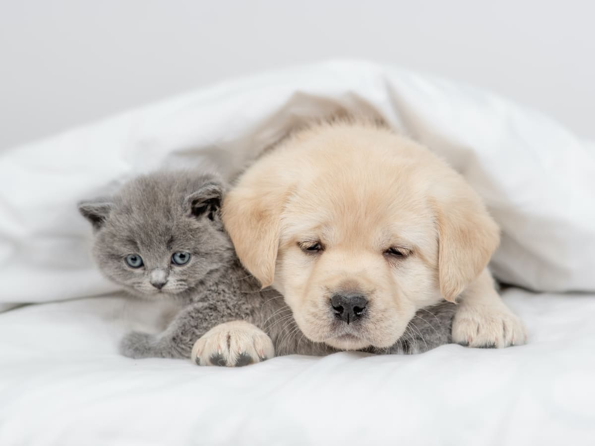 Video of Golden Retriever Puppy Cuddling a Kitten Is the Stuff