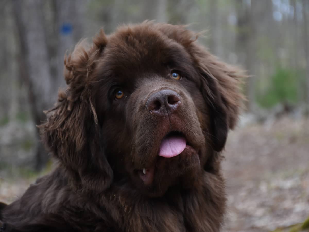 Funny newfoundland dog best sale videos