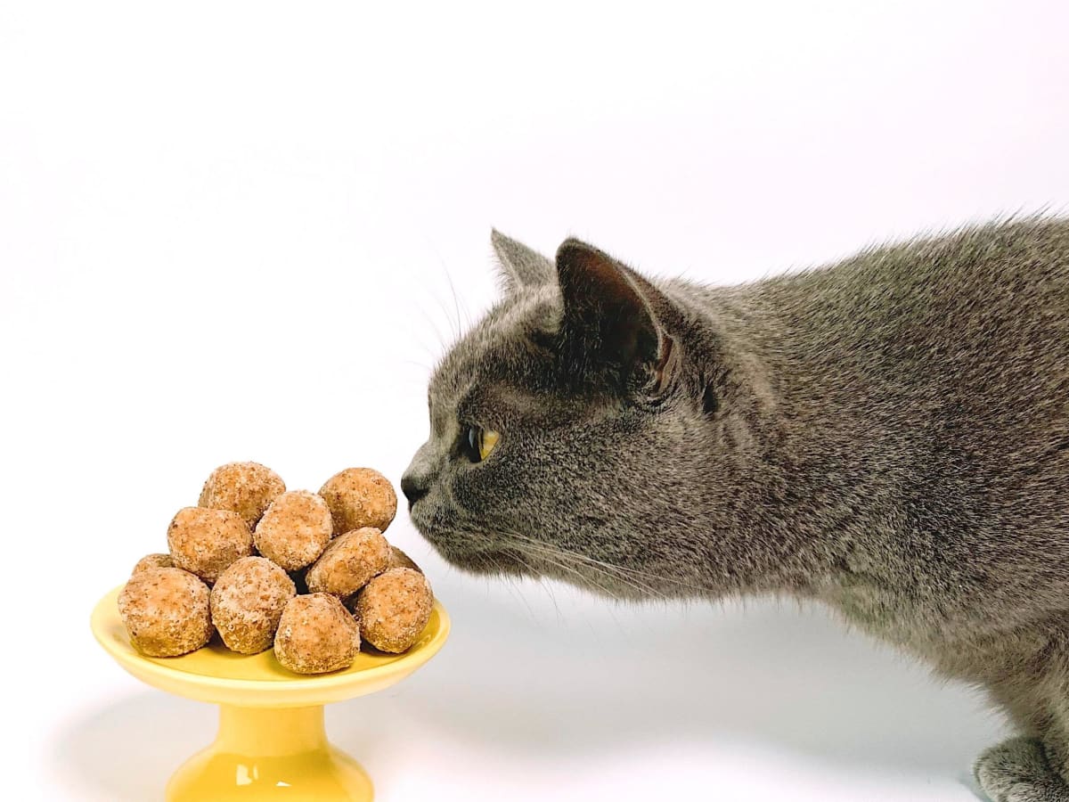 Picky cat needs to gain weight hot sale