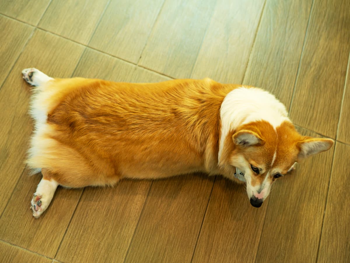 Corgi sleeping best sale