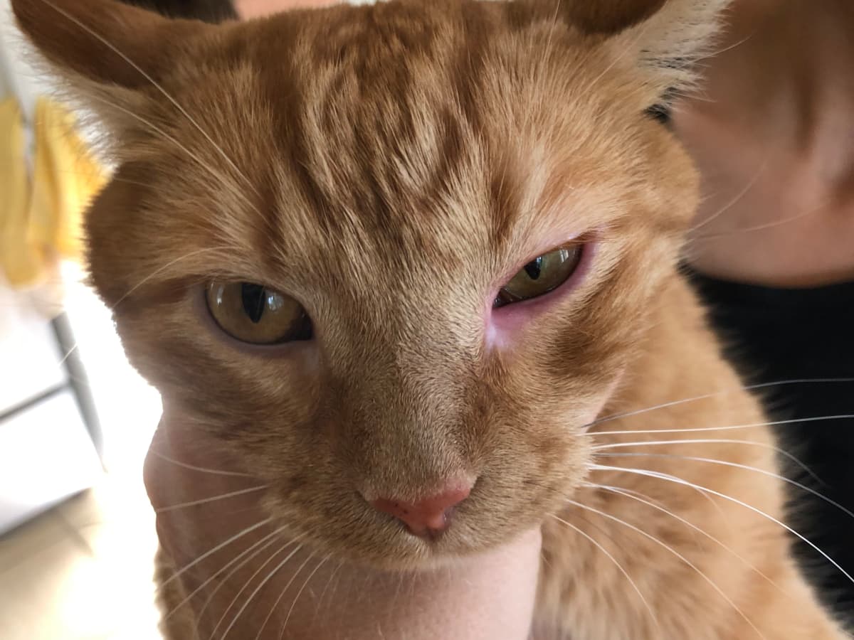 Cat red eye treatment hot sale
