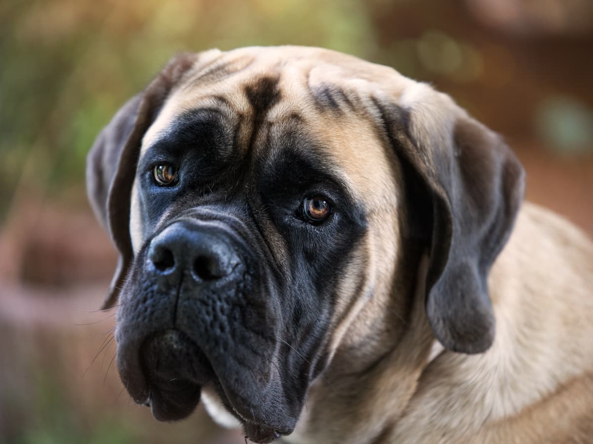 Mastiff Says Goodbye to Sister Who s Headed Back to College in Sad