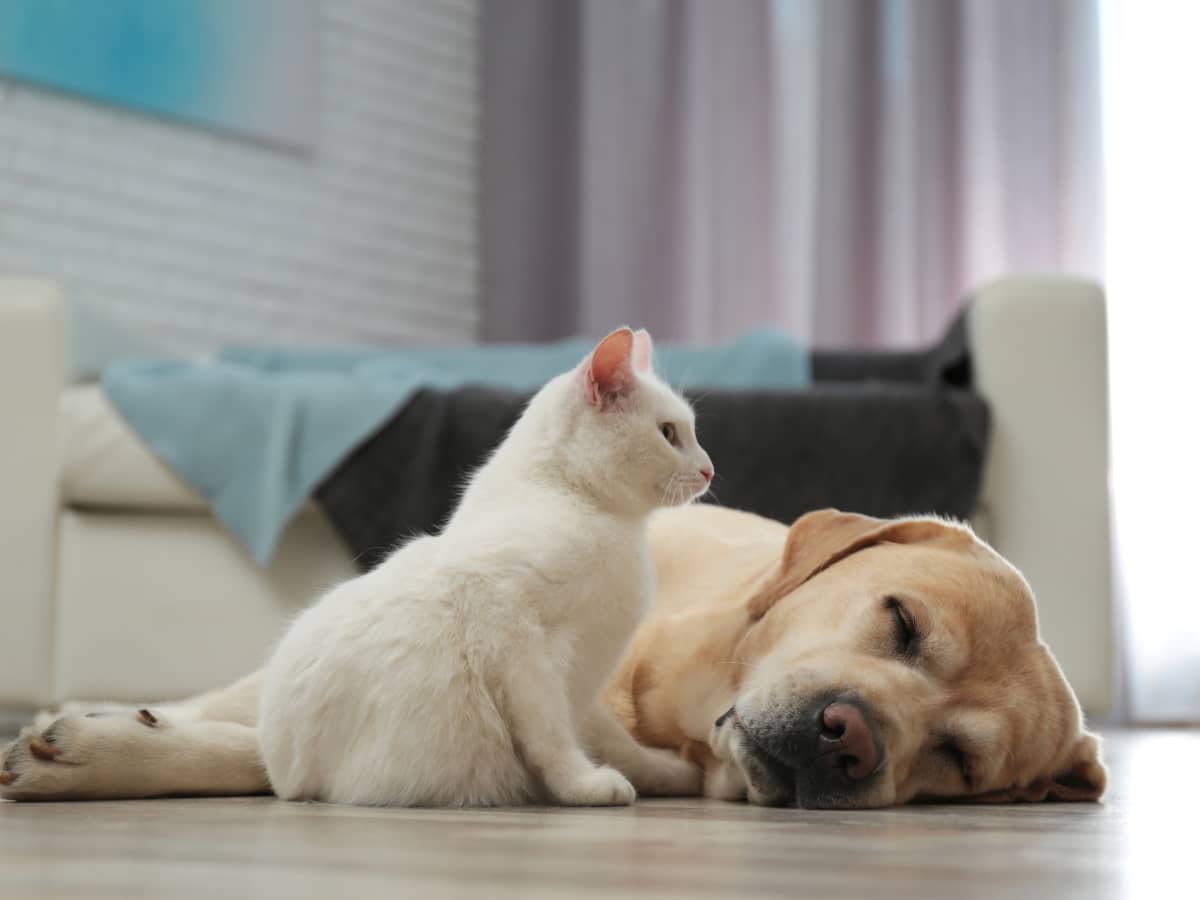 Labradors and cats clearance