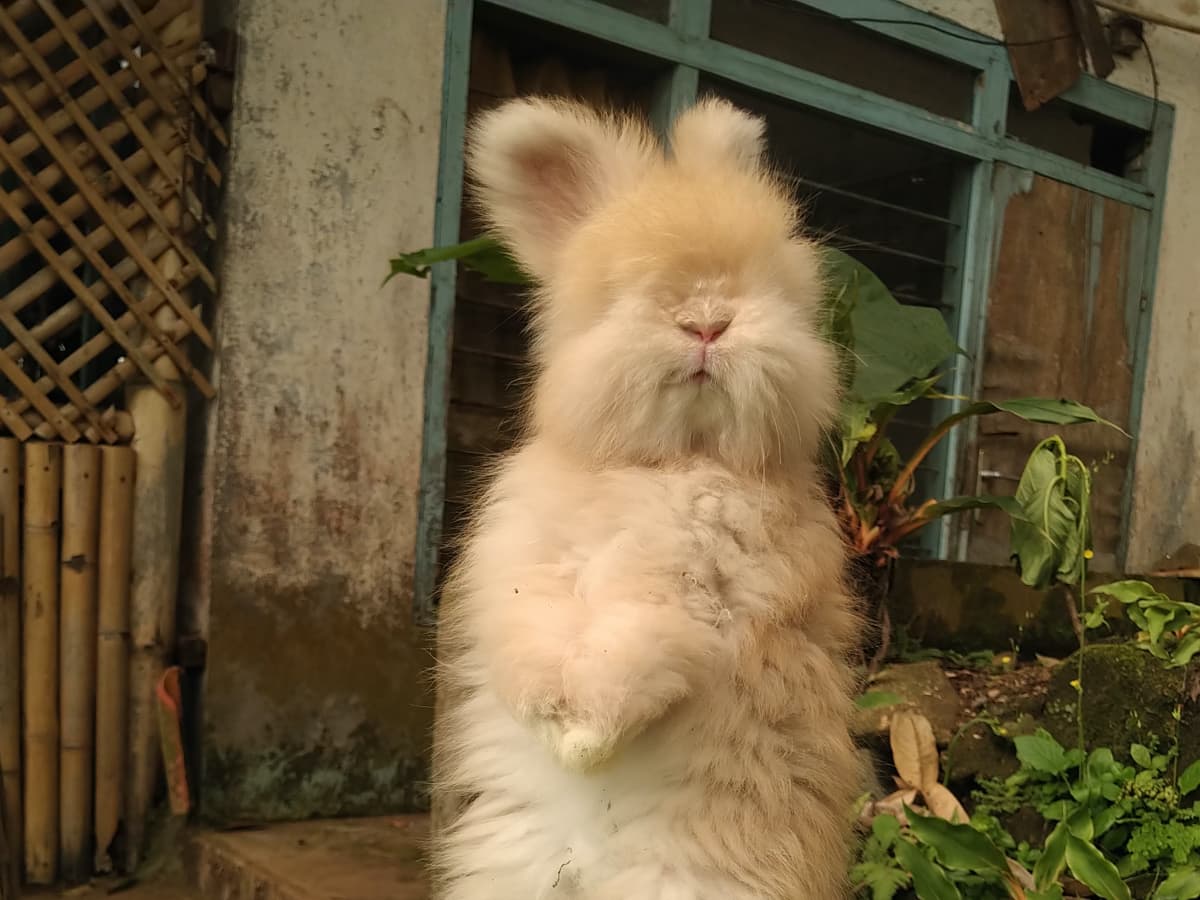 Baby top angora rabbit