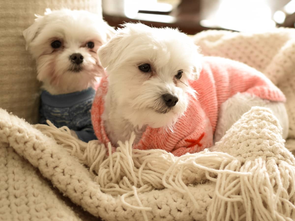 Ridiculously Cute Maltese Pups Have Us Ready for Sweater Weather PetHelpful News