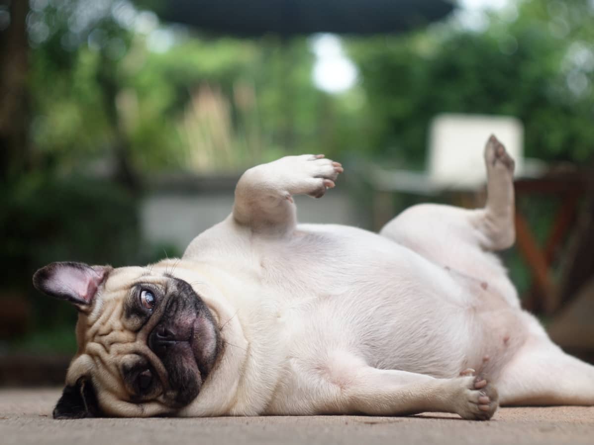 Funniest pug videos outlet