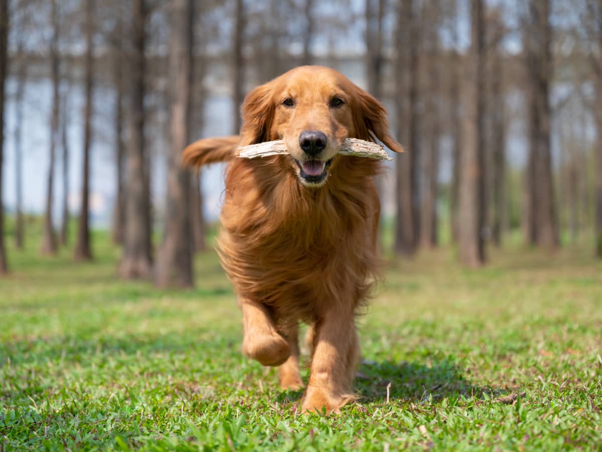 Funny retriever videos new arrivals