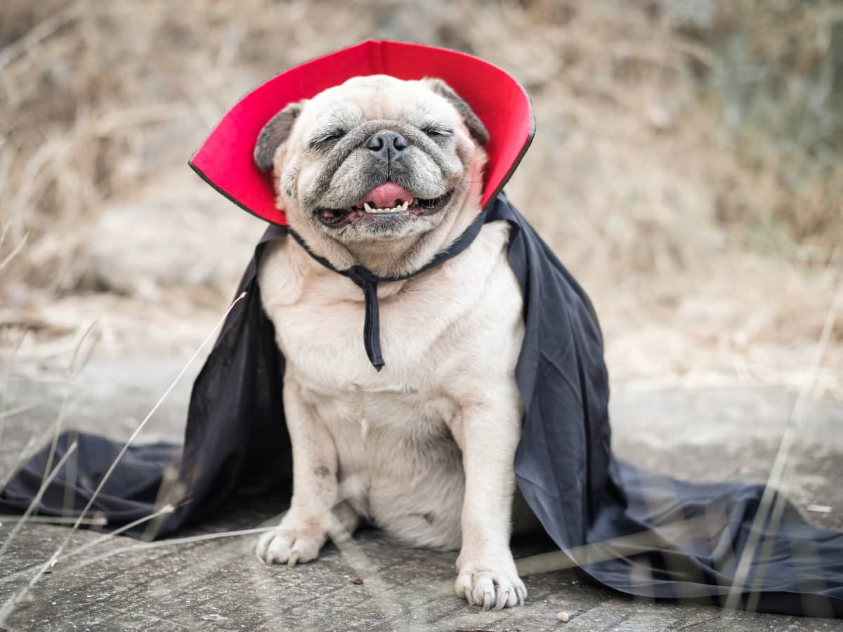 Funny top pug costumes