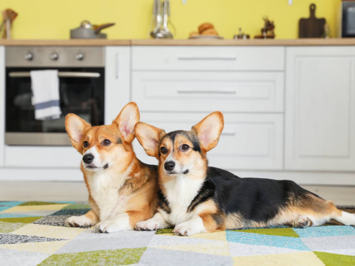 Corgi sales funny videos