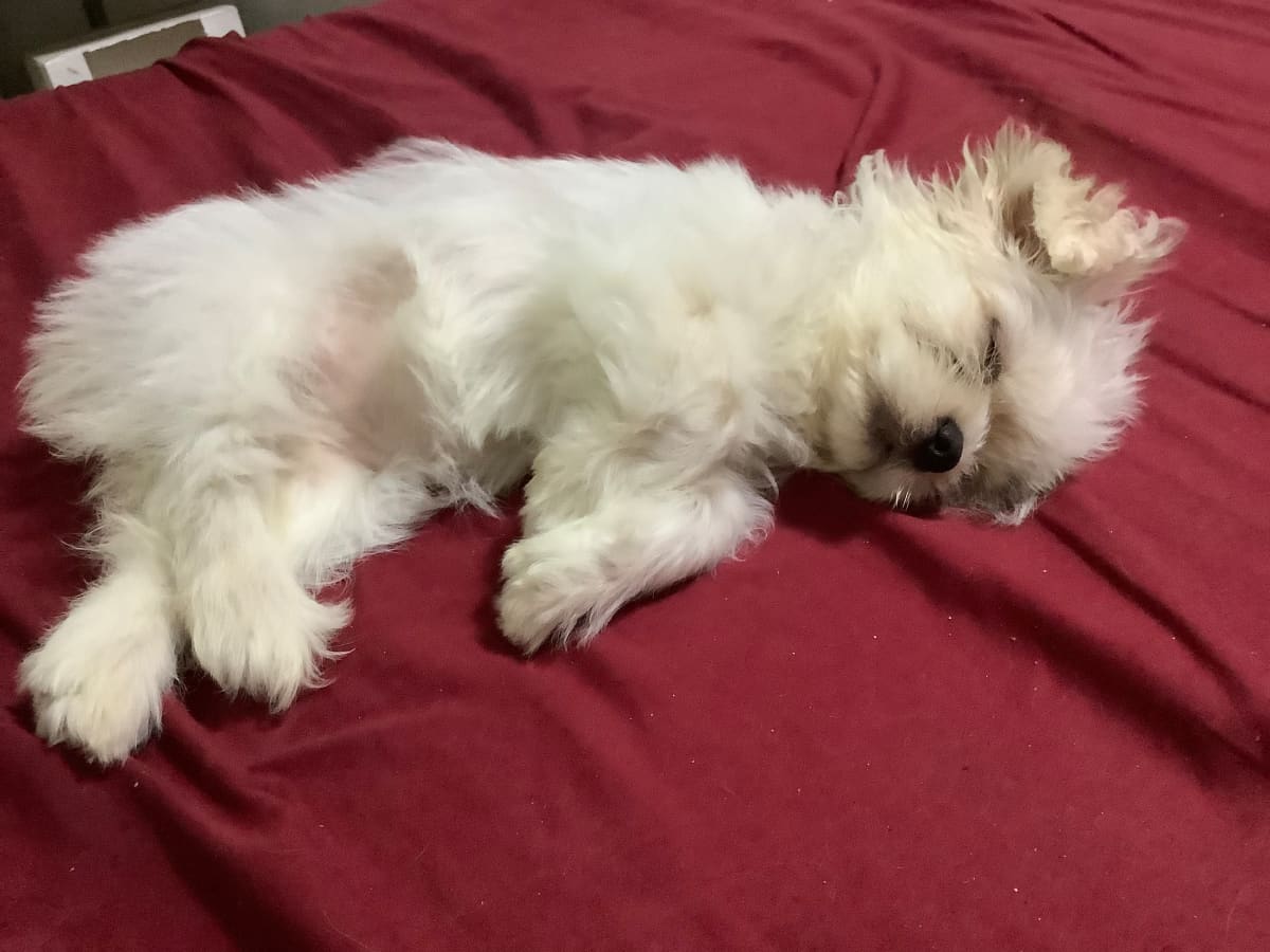 Is My Dog Allergic to Chicken PetHelpful