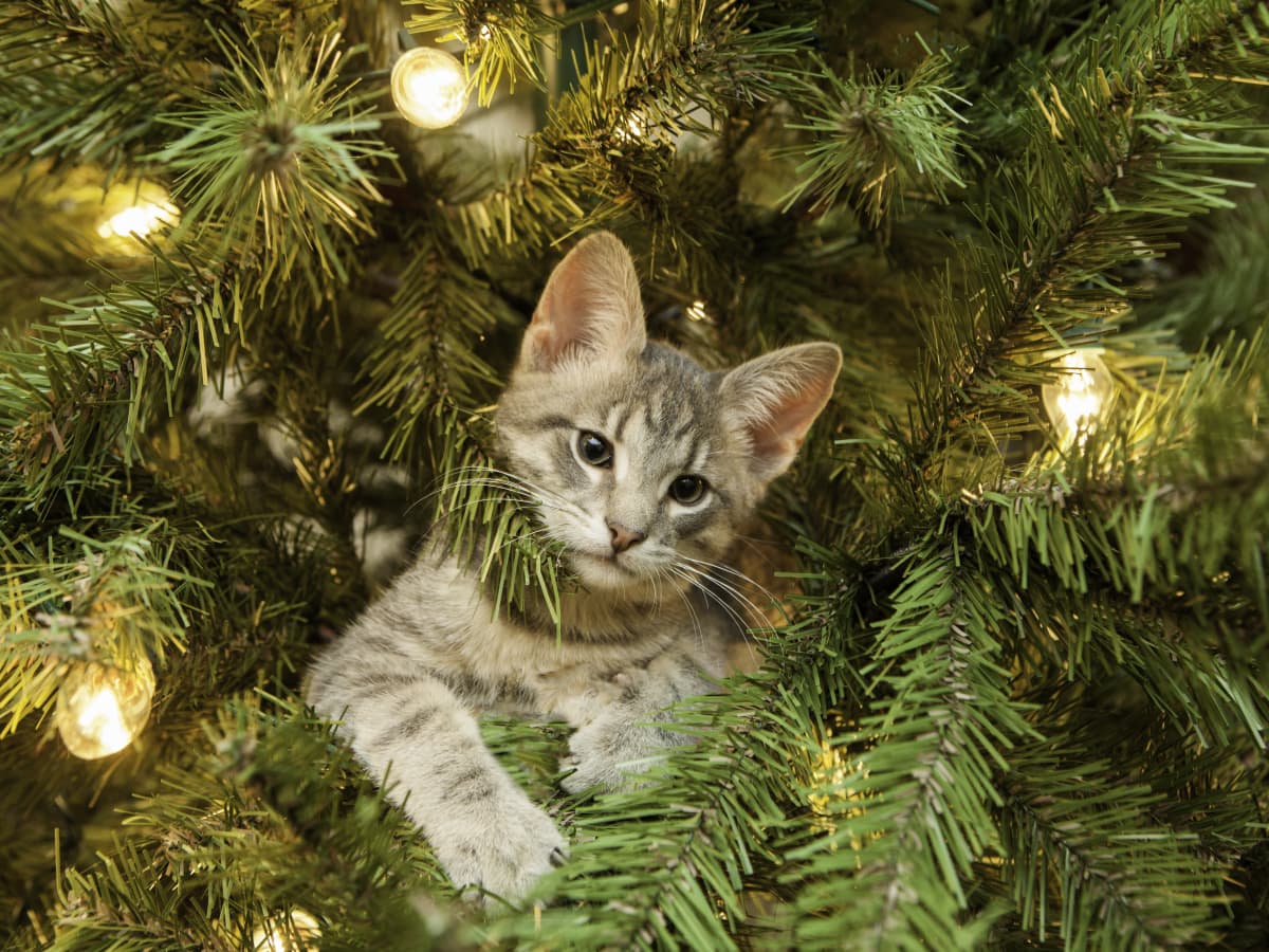 Cats and christmas trees funny cheap