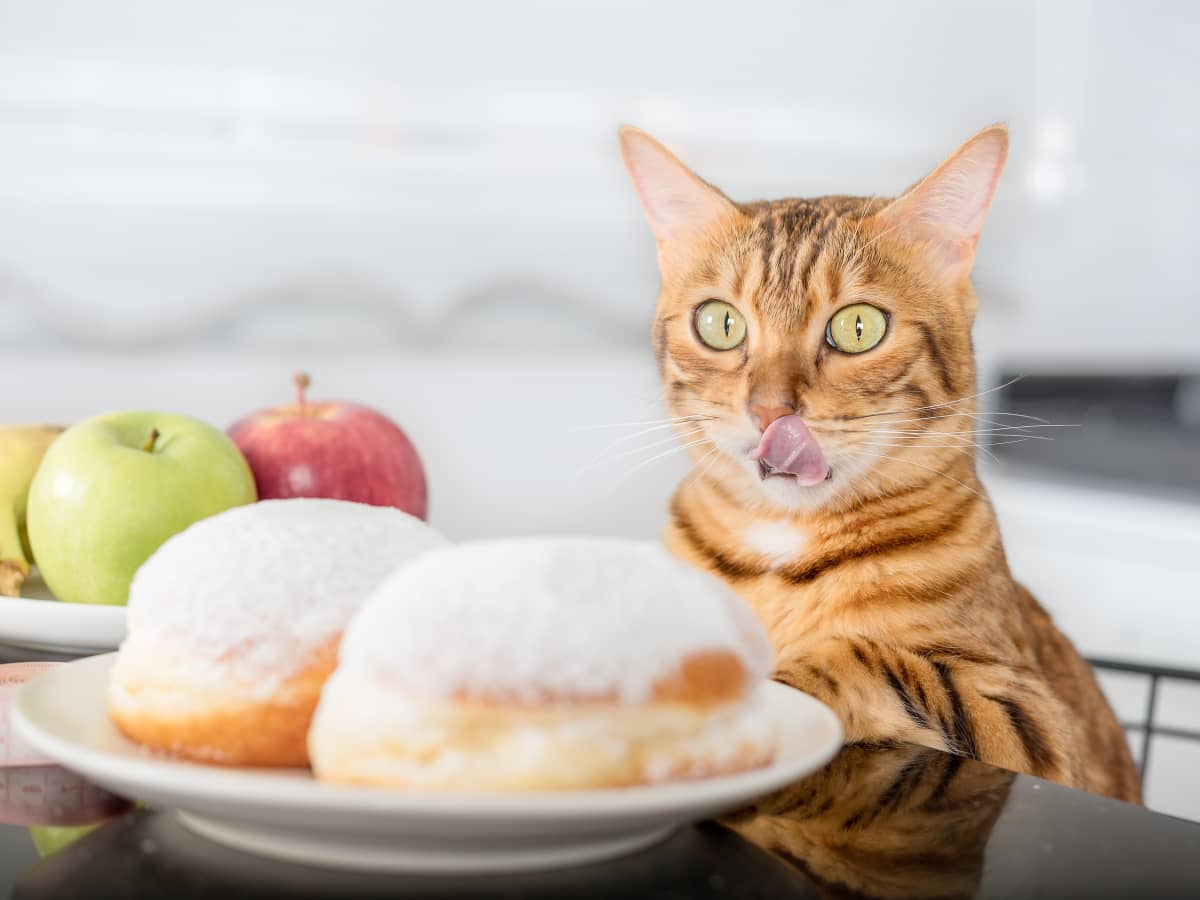 Cats donuts online