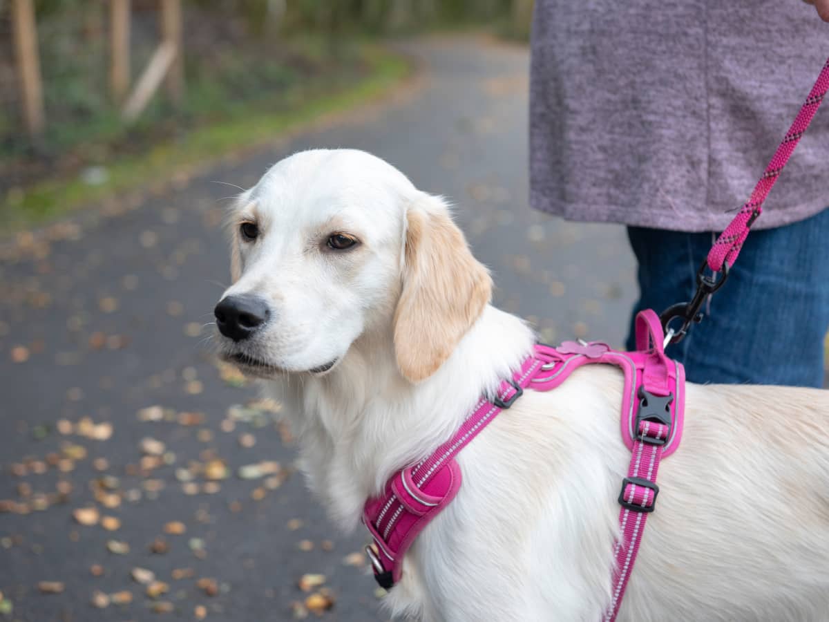 Golden retriever funny videos hot sale