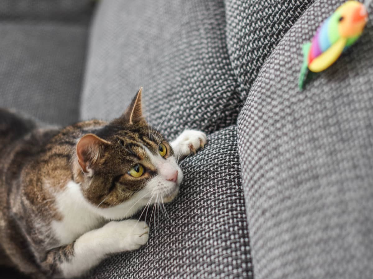 My cat loves to shop play fetch