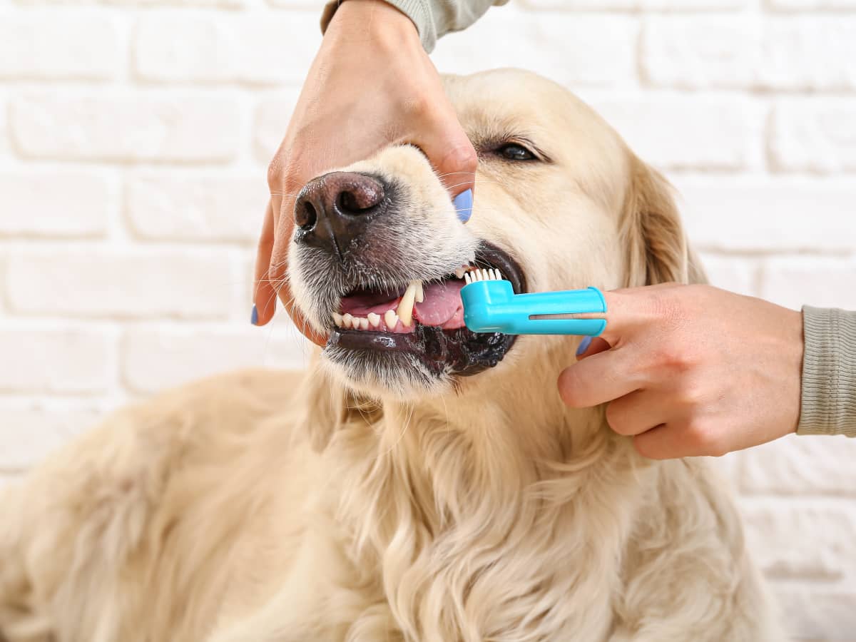 Vet s Trick to Brushing Dogs Teeth Is a Stroke of Genius
