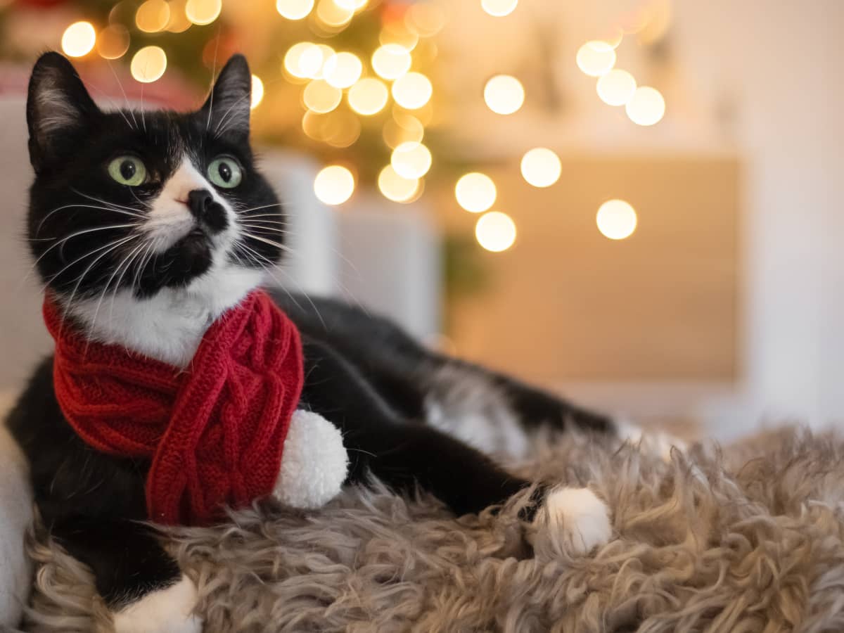 Cats wearing leggings outlet