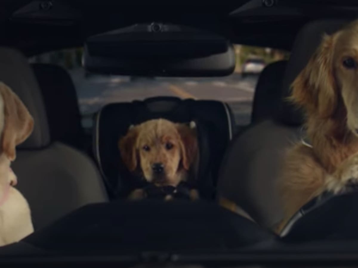 Subaru dog hotsell commercial obedience school