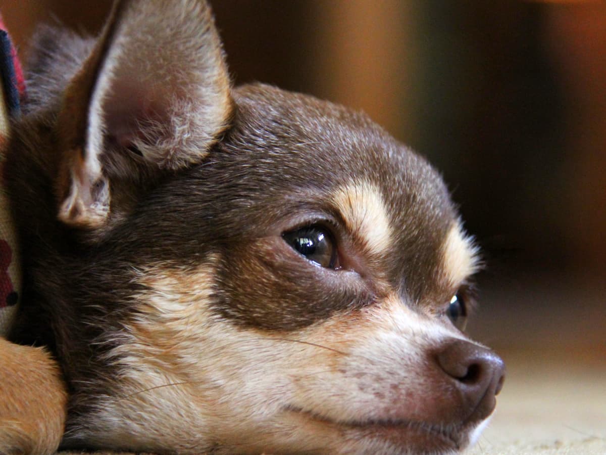 How Can I Treat My Puppy for Parvo at Home PetHelpful