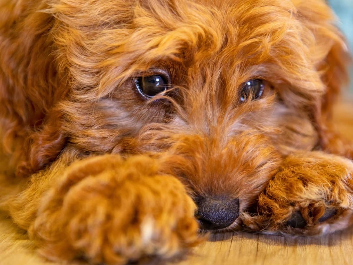 A Warning About Proin for Dogs With Urinary Incontinence PetHelpful