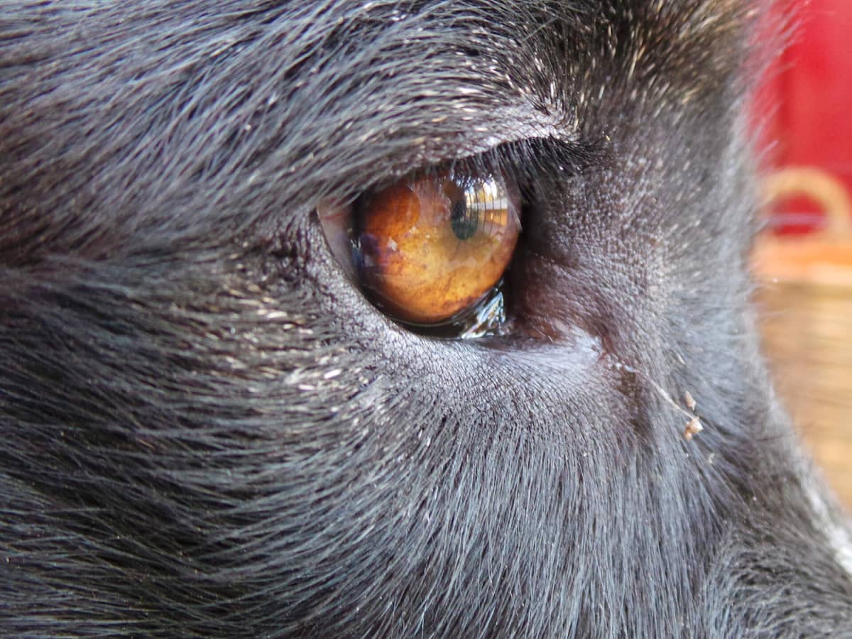 Warm compress for dog eye cheap