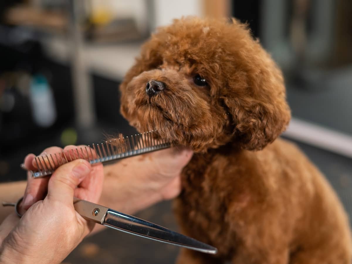 Shaved toy poodle on sale