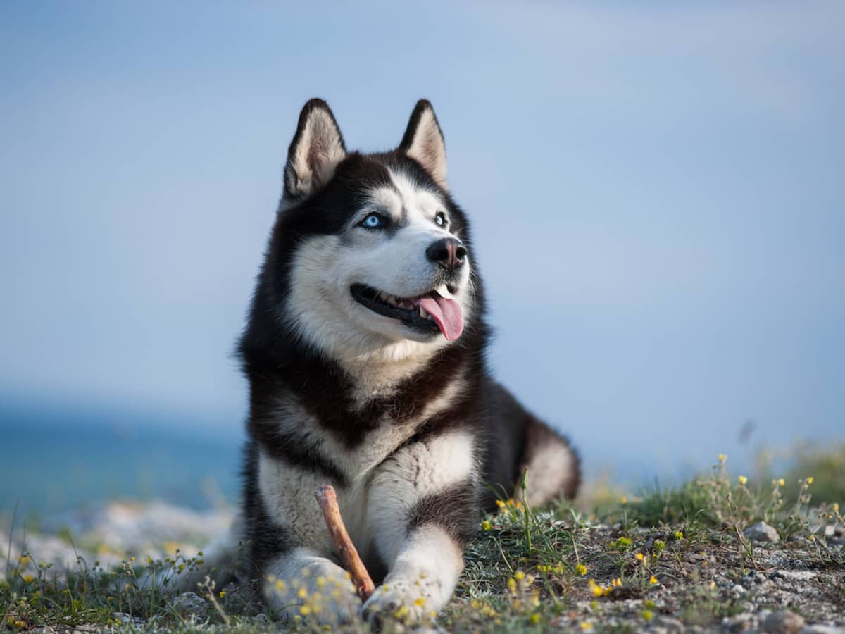 Siberian husky hiking outlet