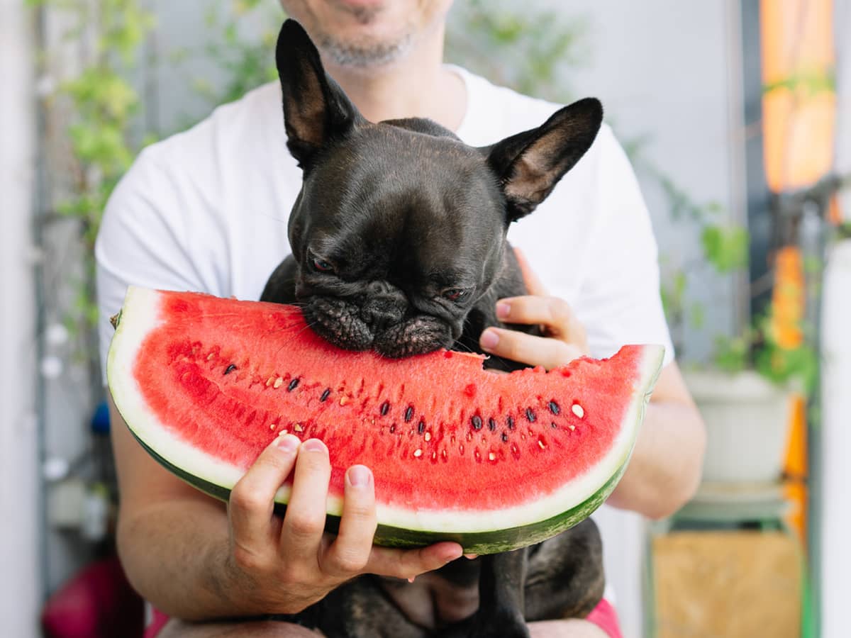 Frenchie s Excitement Over Trying Watermelon for the First Time Is Impossible to Resist PetHelpful