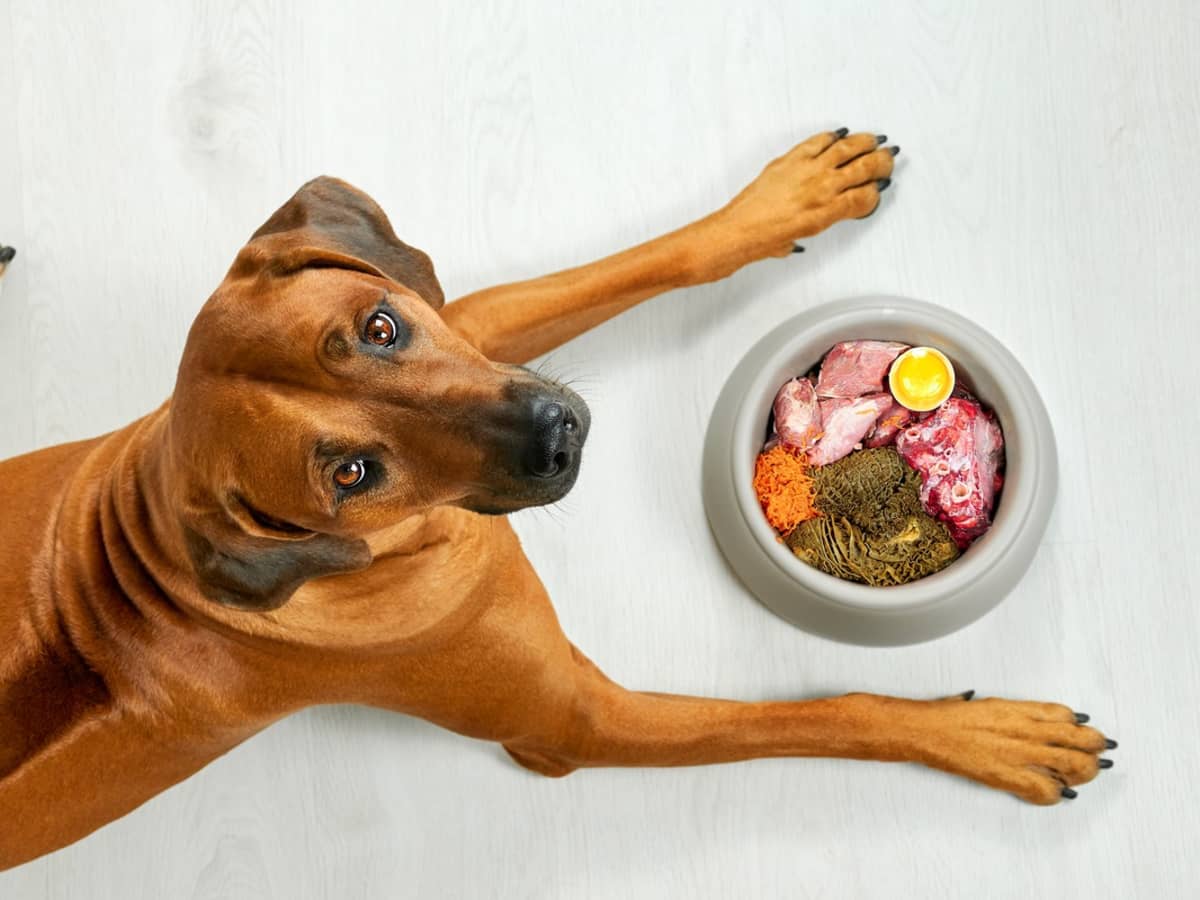 Rahraw pet food top