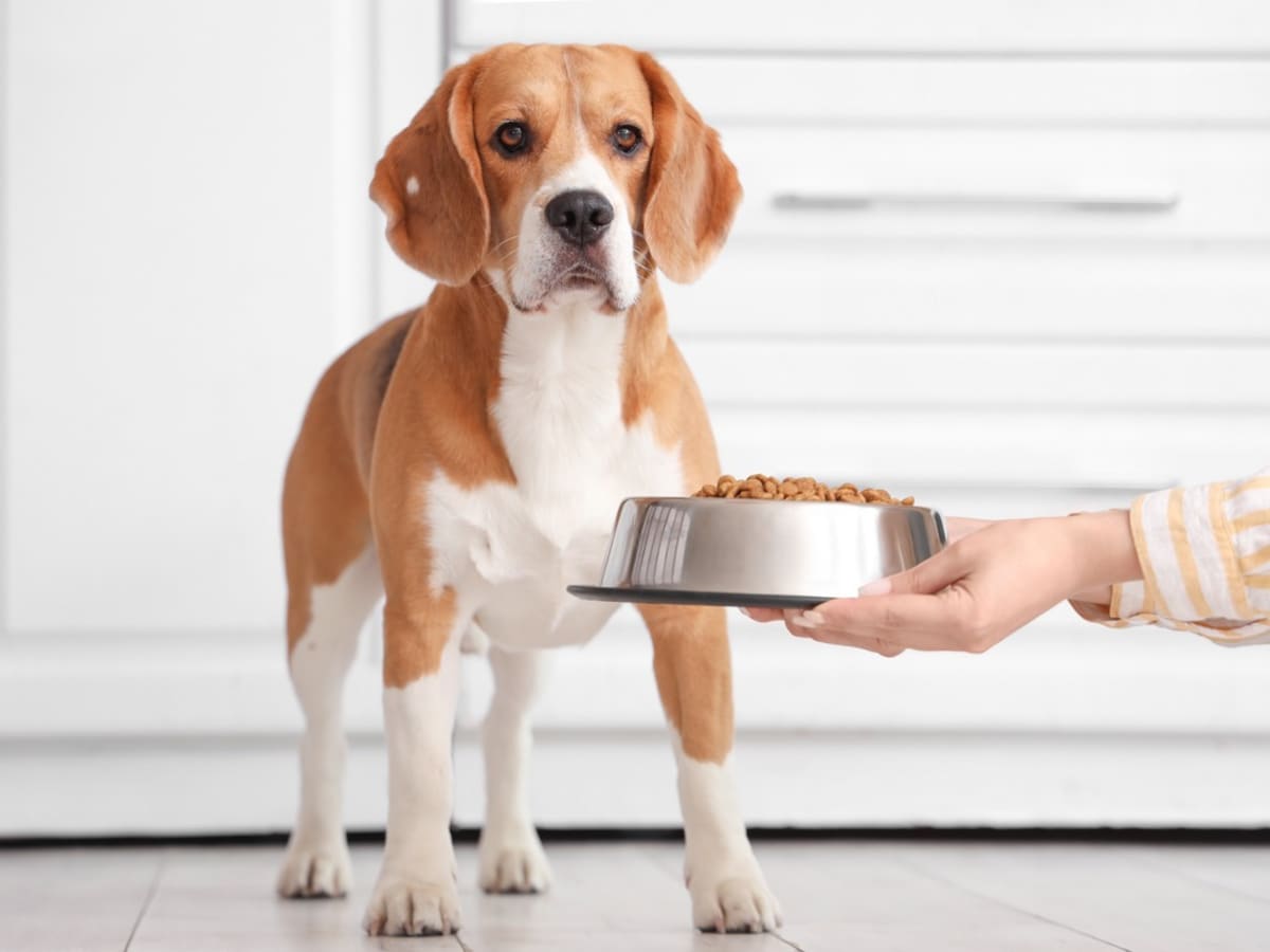 Beagle dog diet shop