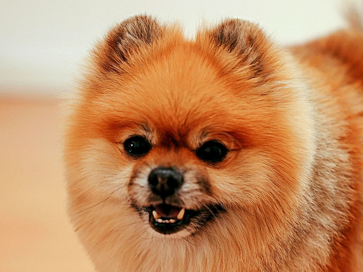 Pomeranian stuff cheap