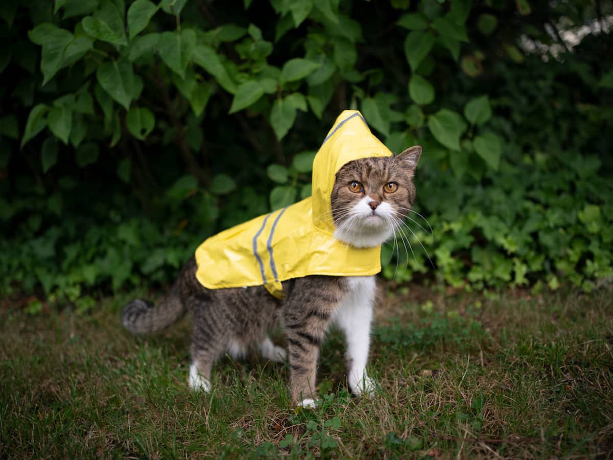 Raincoat for cats sale