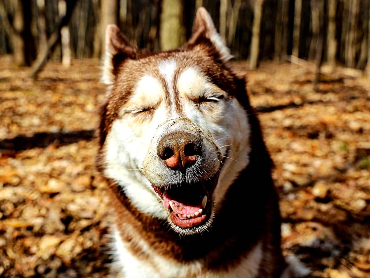 What food is bad for huskies cheap