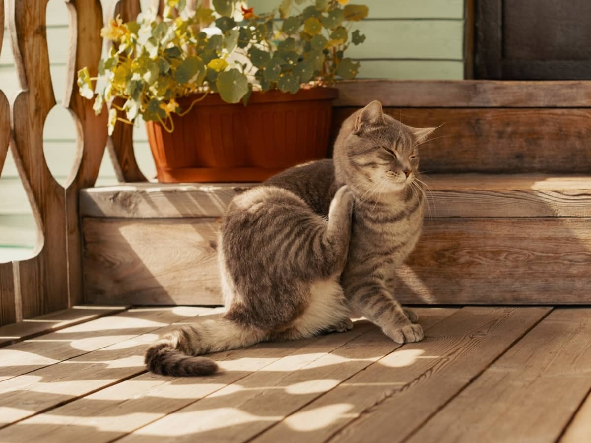 How to Treat Cat Fleas with Essential Oils PetHelpful