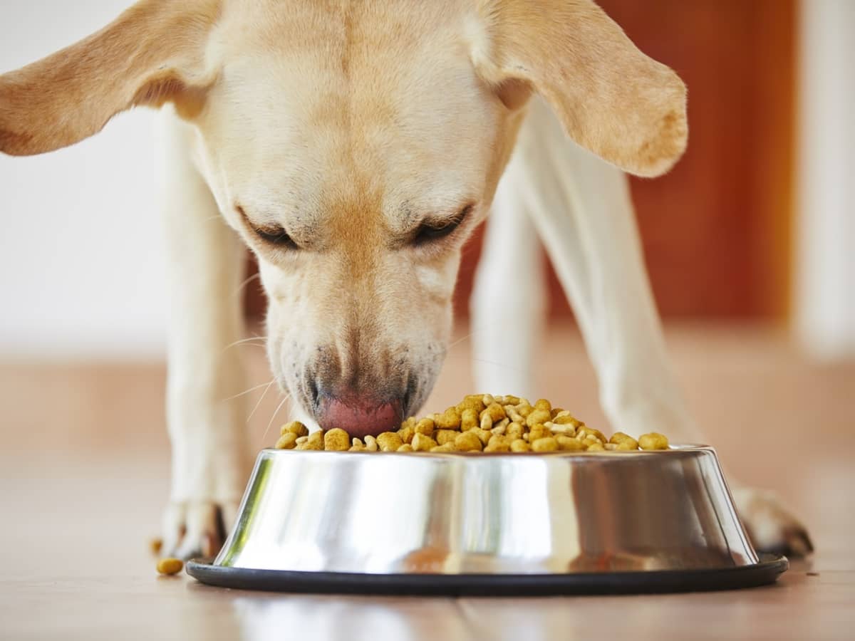 Can Improved Nutrition Cure a Diabetic Dog PetHelpful