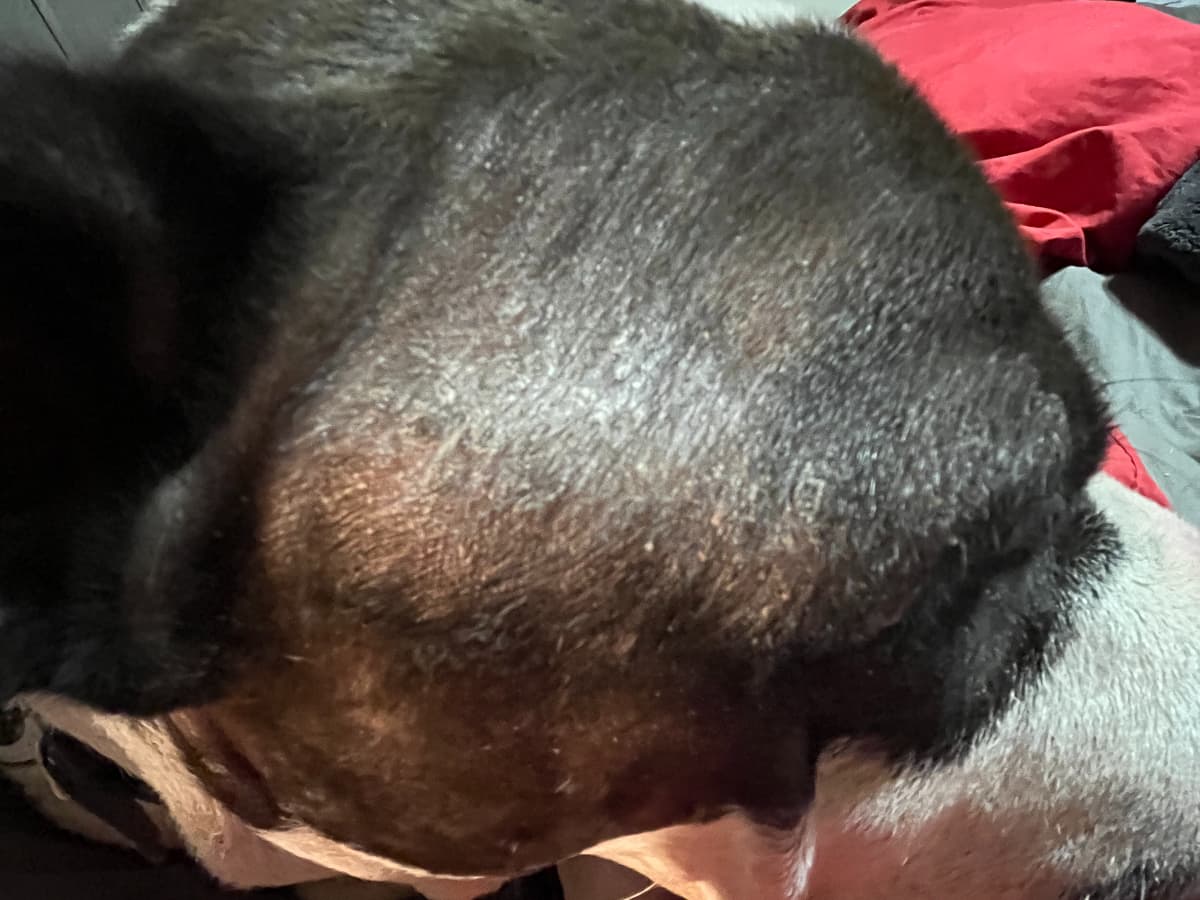My puppy is losing fur shop