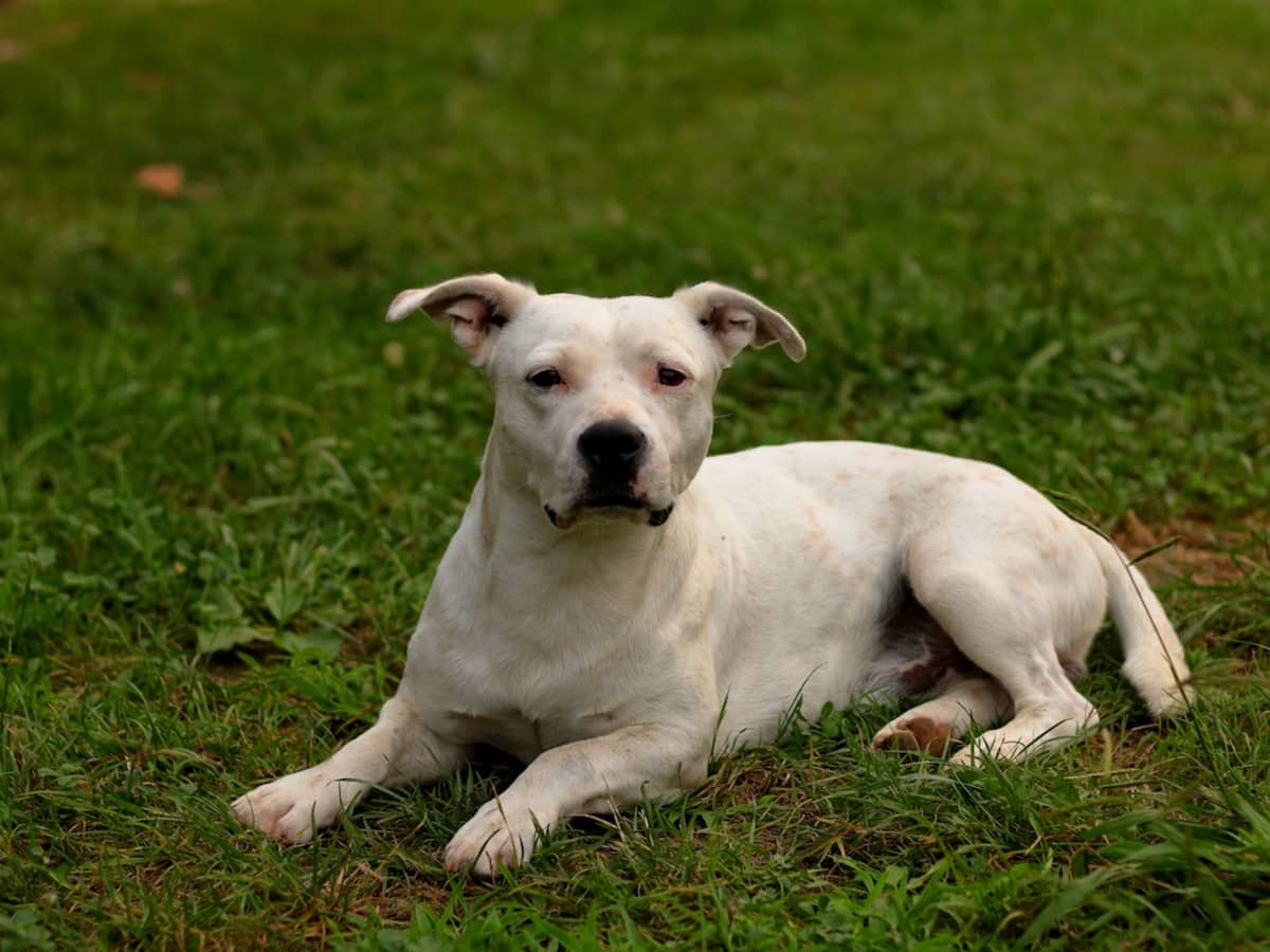 Special Needs Pit Bull Can t Get Enough of Being a Bouncy Bouncy