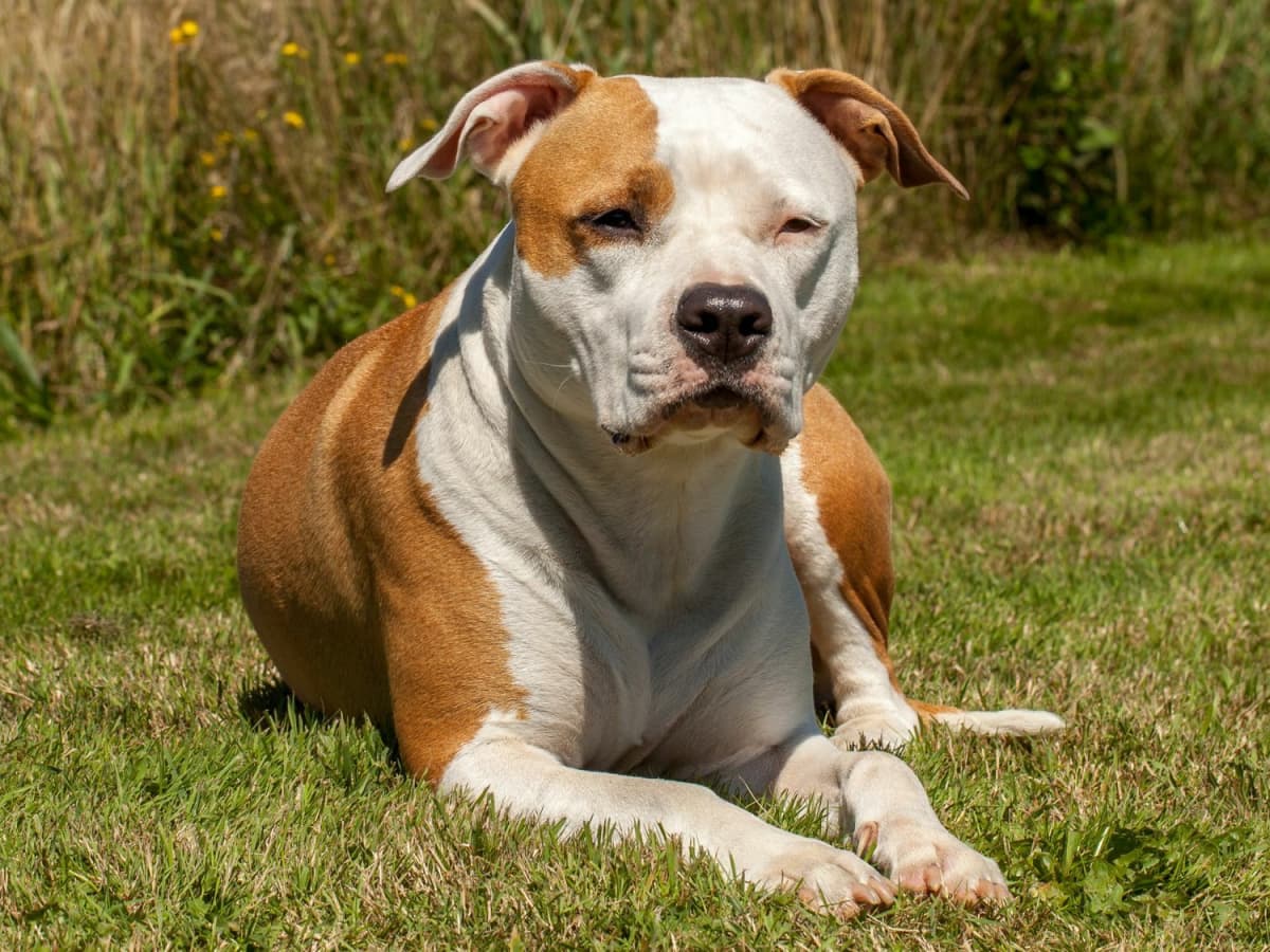 Small american staffordshire terrier cheap