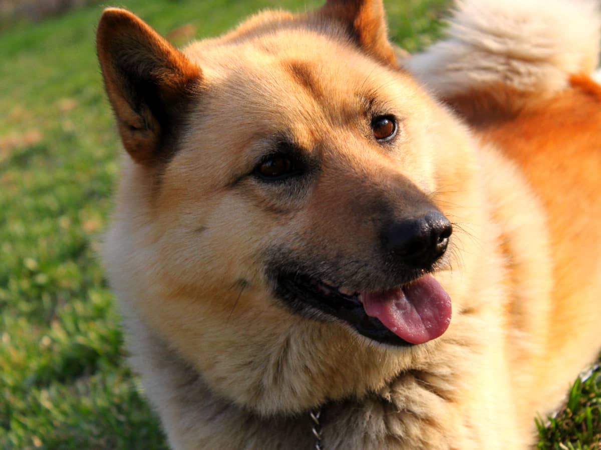 What not to feed a dog that has seizures on sale