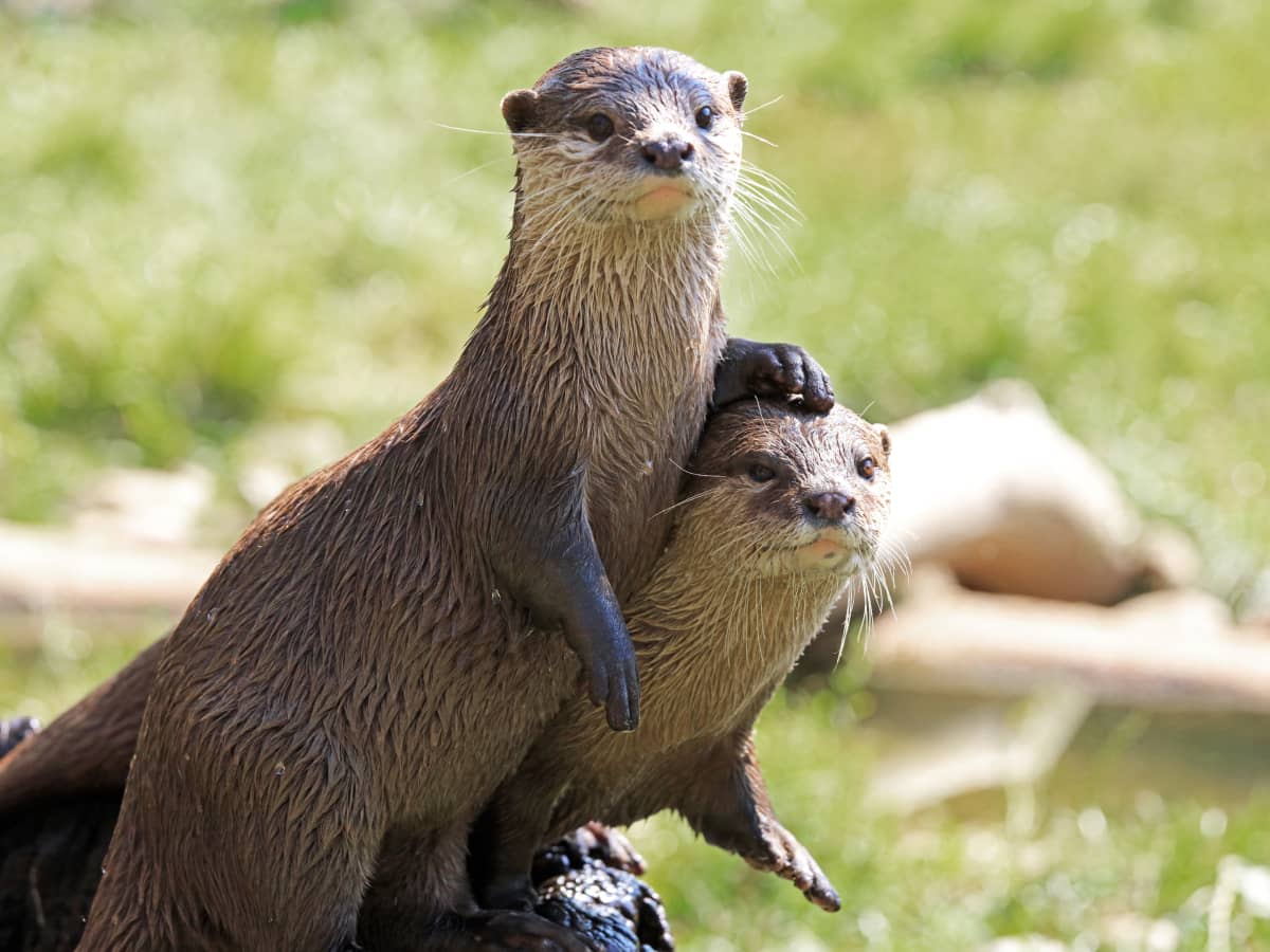 Otter bath hotsell