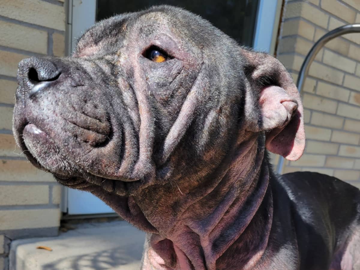 What Home Remedy Can I Give My Dog for Itchy Skin and Hair Loss PetHelpful