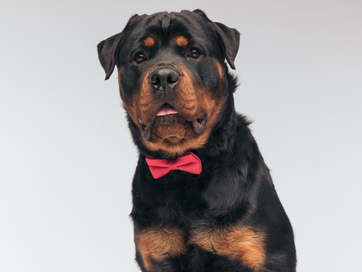 Rottweiler s Reaction to Frenchie Puppy Dressed Up Like a Spider Is Too Cute PetHelpful