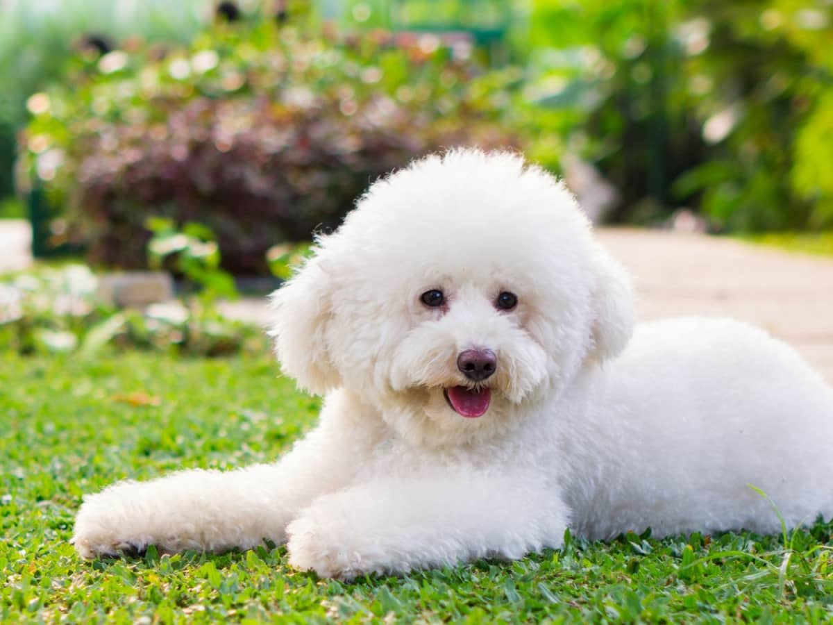 The Super Smart Toy Poodle A Small Dog With a Big Personality PetHelpful
